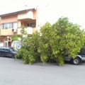 паднало дърво