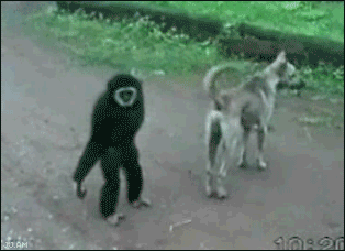 Маймуна се закача с куче - много смях