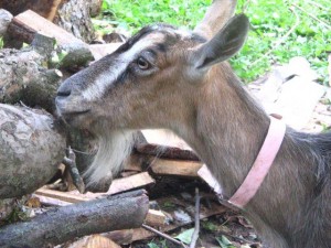 За бира Настроение