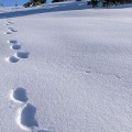 Следи по снега, зима, време, времето