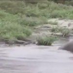 Хипопотам спаси антилопа от крокодил (ВИДЕО)
