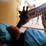 Невероятно! Жираф се сбогува с целувка с умиращия си гледач