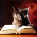 Застраховки, котета, коте, книга, чело коте книжки,